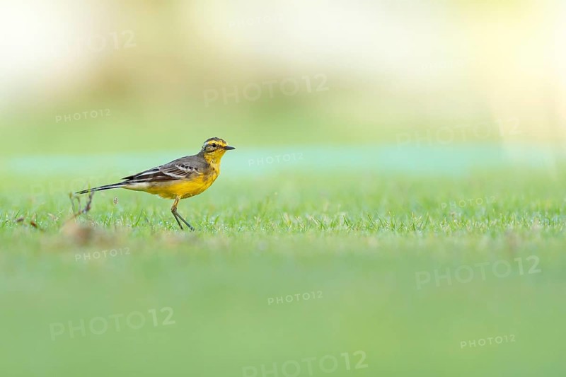 Citrine wagtail, (Motacilla citreola), songbird, family of stilts and pipits, biotope, habitat, foraging Muscat, Al Qurm Park, Muscat, Oman