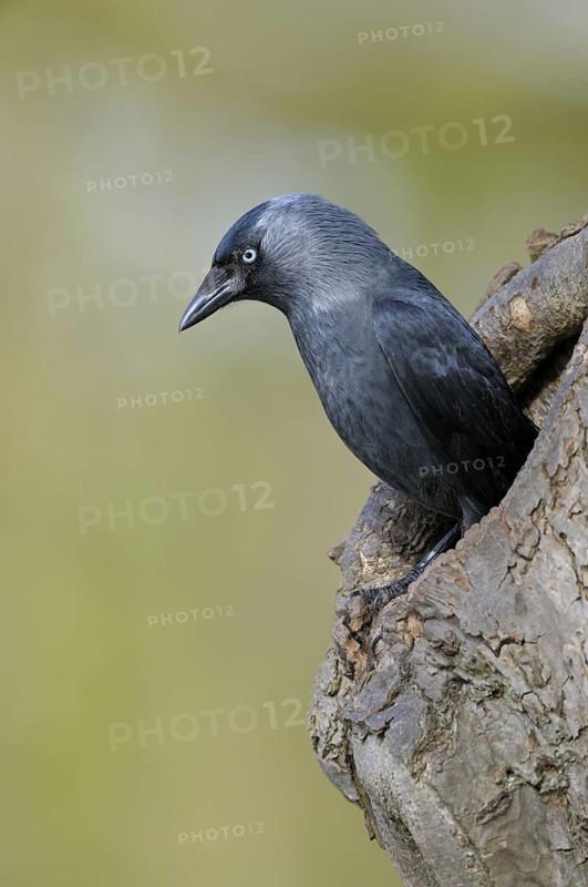 Dohle (Corvus monedula), Jackdaw, Altvogel schaut aus der Nisthoehle, beim Nestbau, April, Borken, Muensterland, Nordrhein-Westfalen, Deutschland