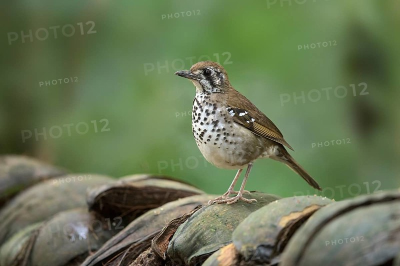 Spot-winged Thrush (Geokichla spiloptera), Sinharaja National Park, Sri Lanka