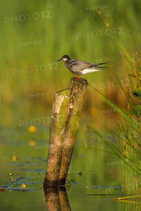 Black Tern (Chlidonias niger), Netherlands