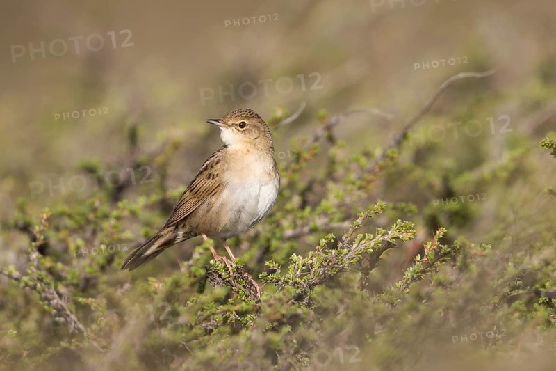 Common Grasshopper Warbler - Feldschwirl - Locustella naevia ssp. straminea, Kyrgyzstan