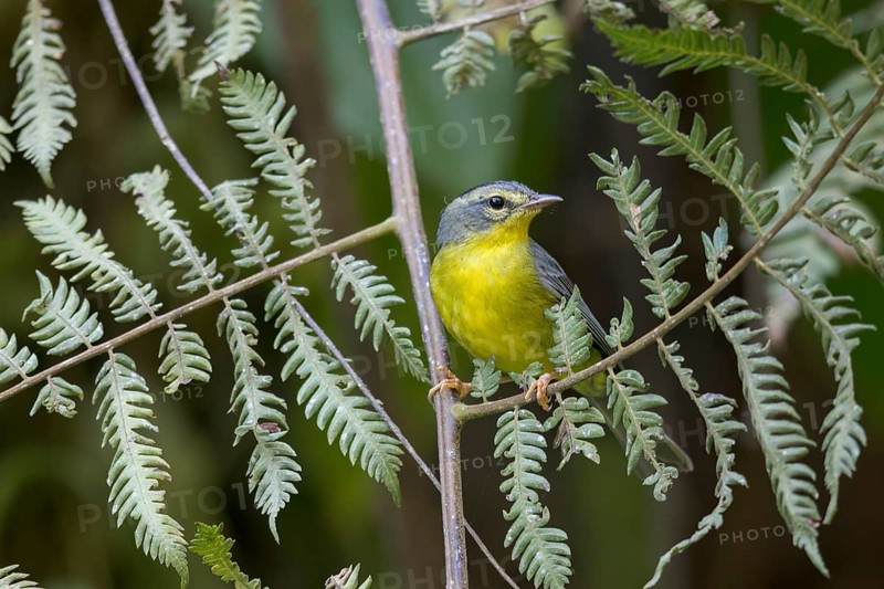 Golden-crowned Warbler (Basileuterus culicivorus) perched on a branch in Oaxaca, Mexico