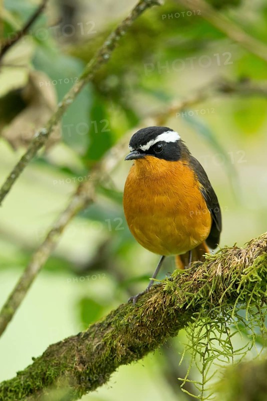 Rüppell's Robin-Chat (Cossypha semirufa semirufa) perched on a branch, Kafa, Ethiopia