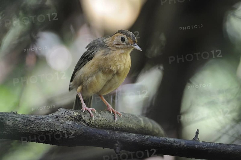 Brown-capped Babbler (Pellorneum fuscocapillus), Sri Lanka