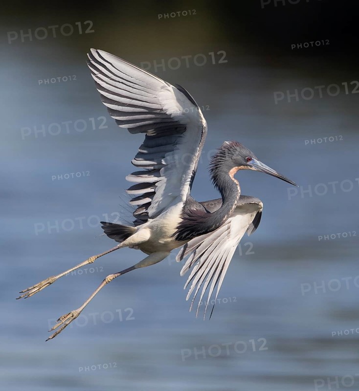 Tricolored Heron (Egretta tricolor) male flying, Florida, USA