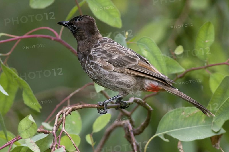 Red-vented Bulbul (Pycnonotus cafer) juvenile, Pakistan