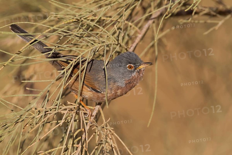 Tristrams Warbler - Atlasgrasmücke - Sylvia deserticola, Morocco, adult