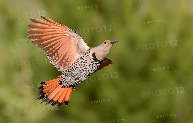 Northern Flicker (Colaptes auratus) female flying, British Columbia, Canada