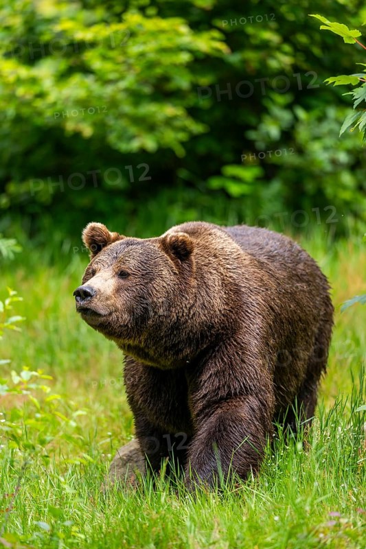Eurasian brown bear (Ursus arctos arctos) standing between bushes, Bavarian Forest, Bavaria, Germany