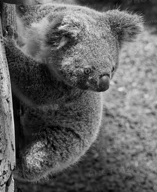 Animal portrait, koala (Phascolarctos cinereus), marsupial mammal, koala bear, animal cub, animal child, black and white photo, captive, distribution east Australia
