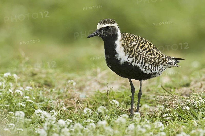 Pacific Golden Plover (Pluvialis fulva), Hawaii, USA