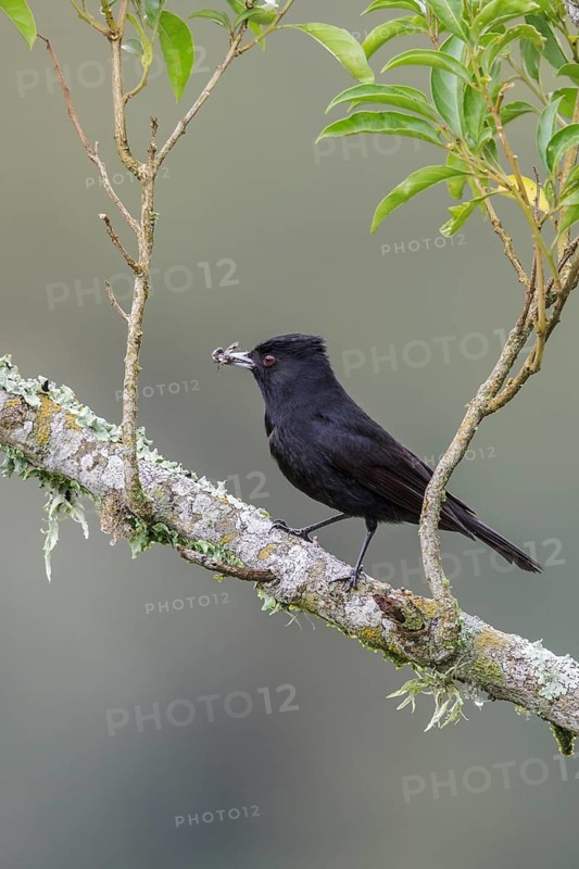 Velvety Black Tyrant (Knipolegus nigerrimus) perched on a branch in the Atlantic rainforest of southeast Brazil