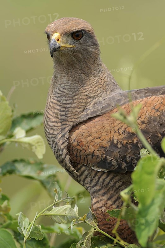 Savanna Hawk (Buteogallus meridionalis), Pantanal, Brazil