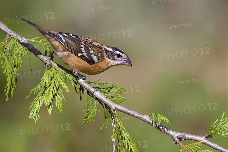 Black-headed Grosbeak (Pheucticus melanocephalus) female, British Columbia, Canada