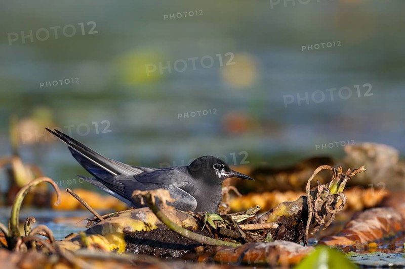 Black Tern (Chlidonias niger), Mecklenburg-Western Pomerania, Germany