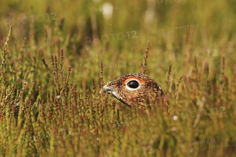 Red Grouse (Lagopus lagopus scotica), Yorkshire Dales, United Kingdom