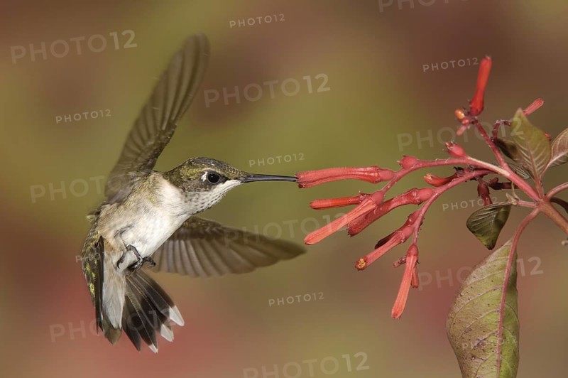 Ruby-throated Hummingbird (Archilochus colubris), Texas, USA