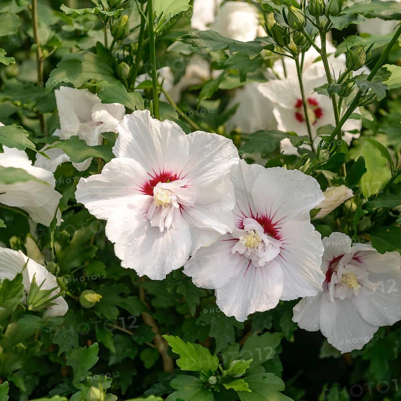 Garden marshmallow (Hibiscus syriacus PINKY SPOT), BS Sämann, Germany
