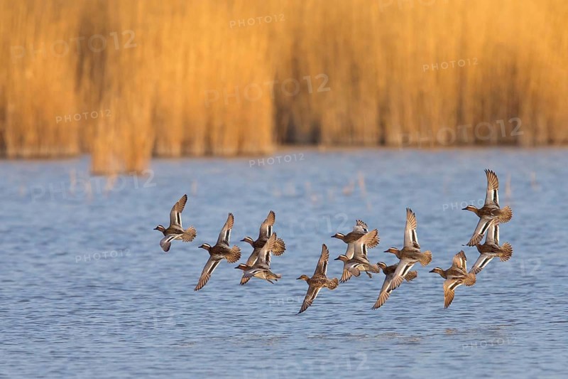 Garganey, Anas querquedula, Sarcelle d'été, Cerceta Carretona, Lake Neusiedl, Burgenland, Austria