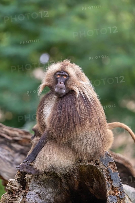 Portrait of an adult male Gelada (Theropithecus gelada), or bleeding-heart monkey, resting on a log