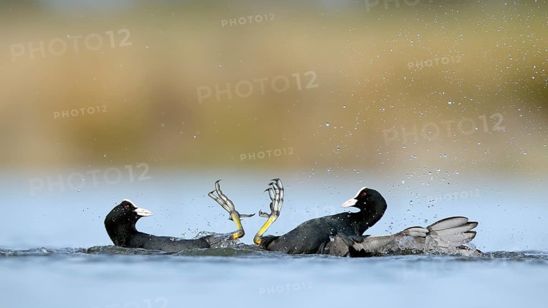 Two common coots engage in a lively fight in the serene waters of BeleÃ±a lagoon, Spain, showcasing their dynamic splashes and intense interaction in a natural setting