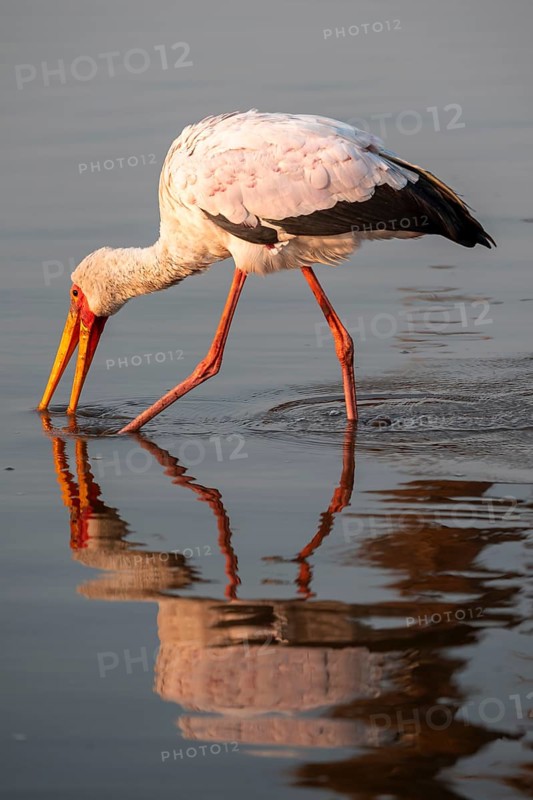 Glutton (Mycteria ibis) foraging in the water, in the morning light, with reflection, Sunset Dam, Southern Kruger National Park, Kruger National Park, South Africa