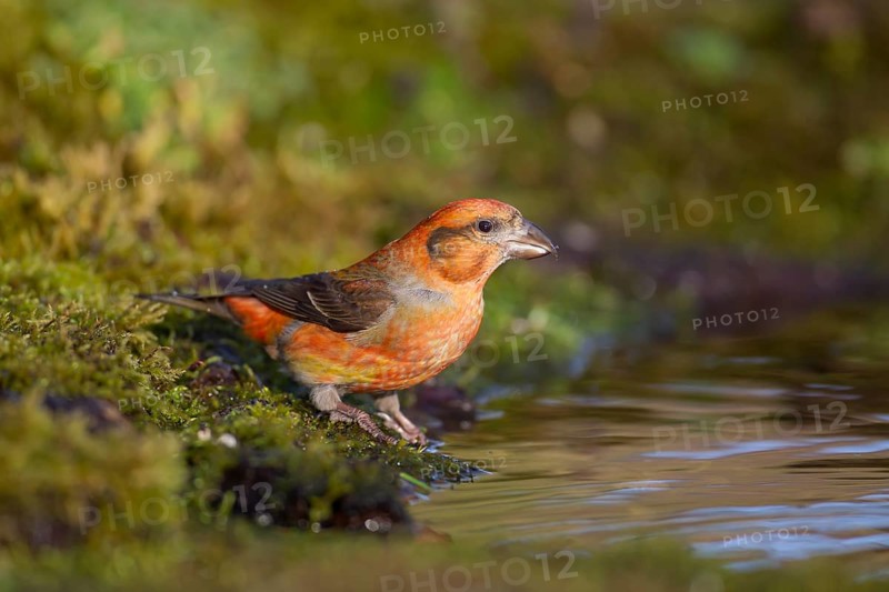 Common crossbill (Loxia curvirostra) adult male bird at a woodland water pool, Norfolk, England, United Kingdom