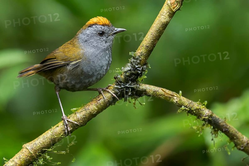 Wrenthrush (Zeledonia coronata) perched on a branch in Panama