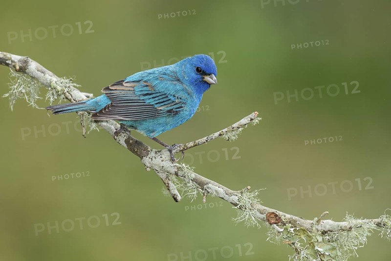 Indigo Bunting (Passerina cyanea) male perched on a branch, Texas, USA