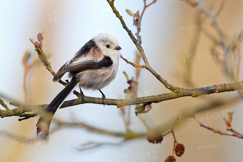 Long-tailed Tit (Aegithalos caudatus) perched on a branch, Mecklenburg-Western Pomerania, Germany