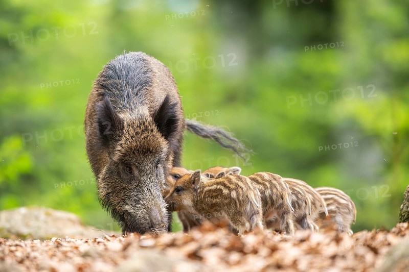 Wild boar (Sus scrofa) piglets (Squeaker) suckle milk at their mother in a forest, Bavaria, Germany