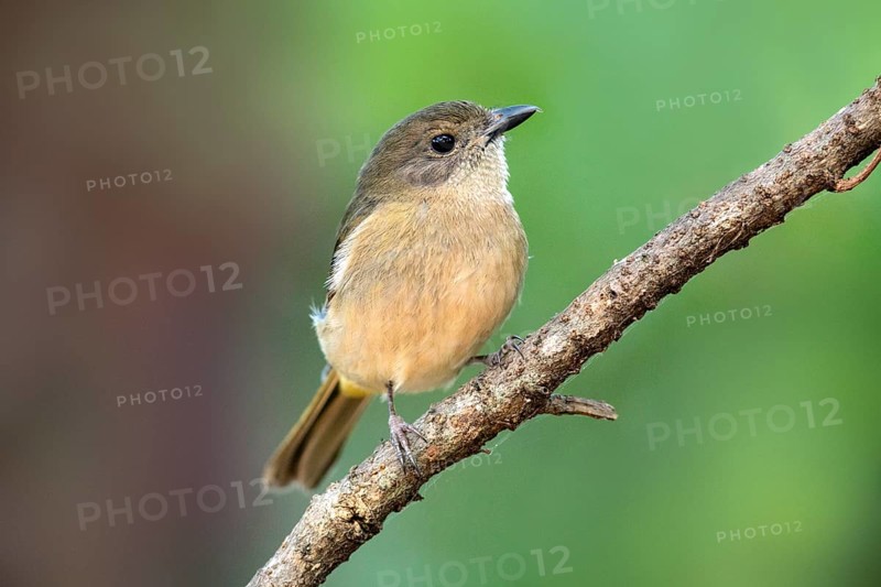 Australian Golden Whistler (Pachycephala pectoralis xanthoprocta) perched on a branch, Norfolk Island, Australia