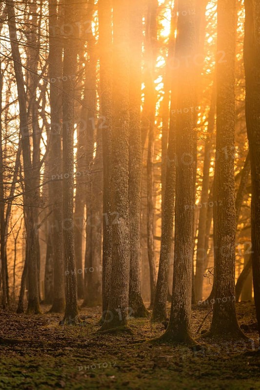 Sunlight streams through a dense forest and creates a mystical atmosphere, Gechingen, Black Forest, Germany