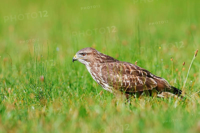 Common buzzard (Buteo buteo) sitting in a meadow, North Rhine-Westphalia, Germany