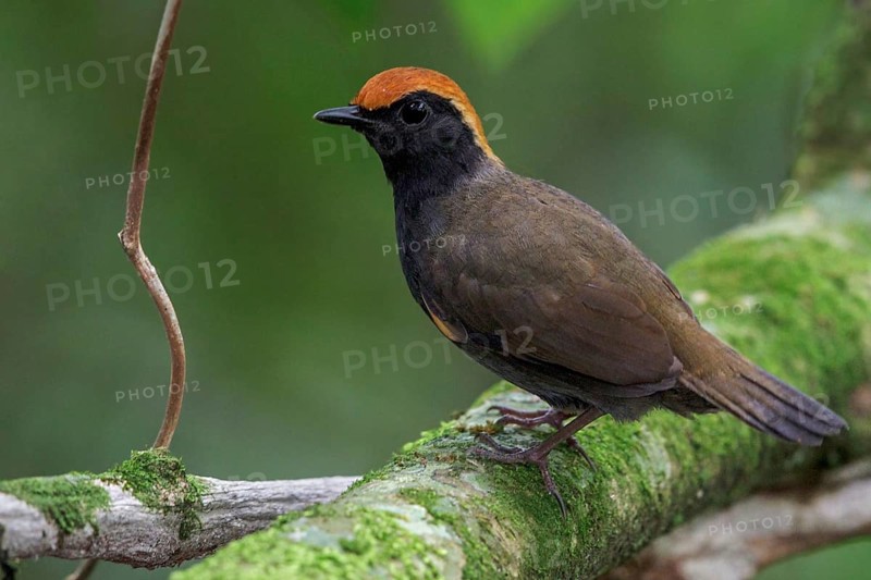 Rufous-capped Antthrush (Formicarius colma) perched on a branch in the Atlantic rainforest of southeast Brazil