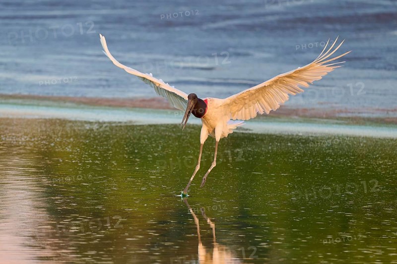 A bird balancing on the water while landing, Jabiru (Jabiru mycteria), Pantanal, Mato Grosso, Brazil