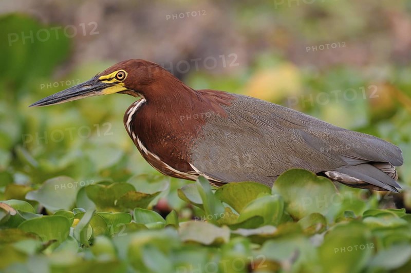 Rufescent Tiger Heron (Tigrisoma lineatum) foraging, Pantanal, Brazil