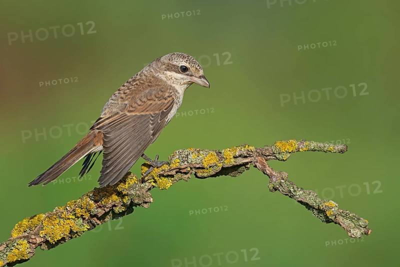 Red-backed Shrike (Lanius collurio) juvenile perched on a lichen branch, Aosta Valley, Italy