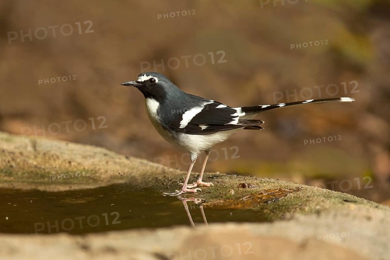 Slaty-backed Forktail (Enicurus schistaceus) at a waterhole, Yunnan, China