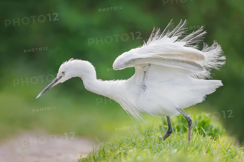 Seidenreiher, Egretta garzetta Little Egret, Egretta garzetta