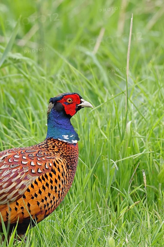 Pheasant, hunting pheasant (Phasianus colchicus), adult male bird in a meadow, animal portrait, wildlife, Lembruch, Ochsen Moor, Dümmer nature park Park, Lower Saxony, Germany
