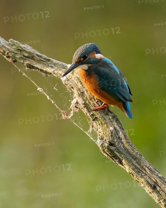 Kingfisher (Alcedo atthis) sitting on an old branch, perch and looking for prey, Lower Saxony, Germany