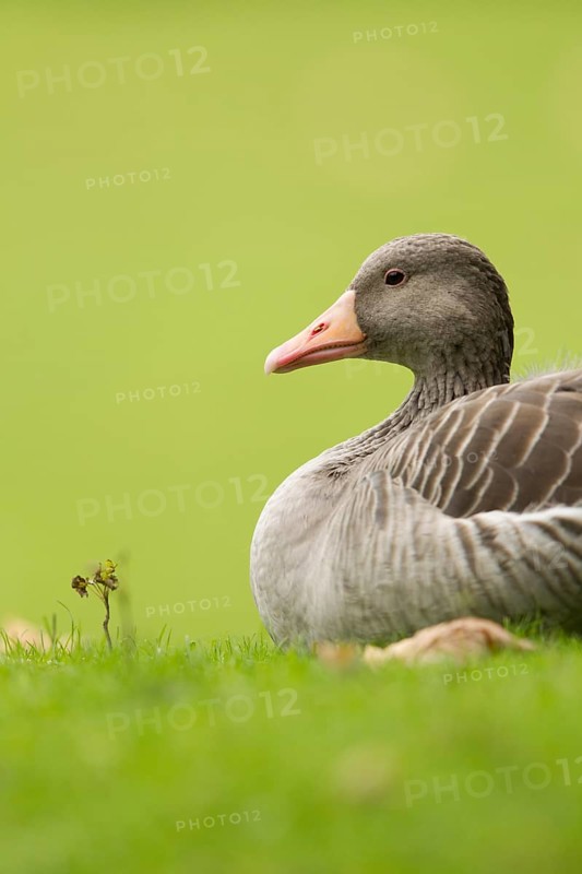 Greylag Goose (Anser anser), Bavaria, Germany
