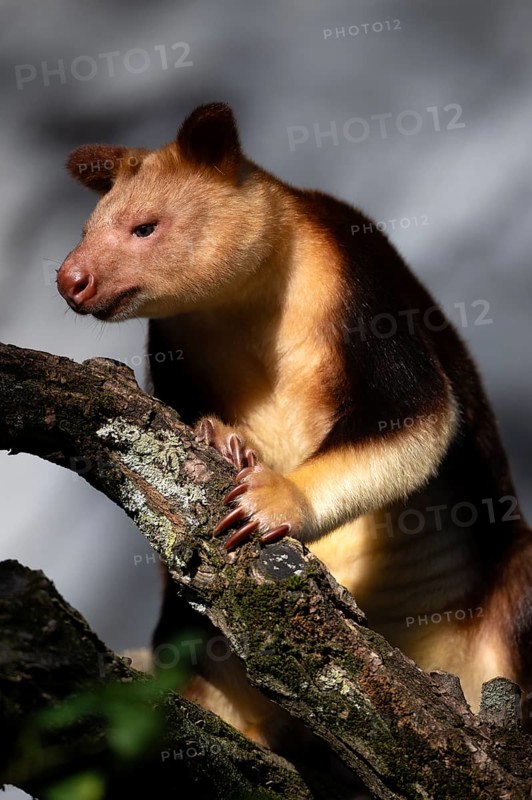 Goodfellow's tree-kangaroo (Dendrolagus goodfellowi), captive, on tree trunk, Baden-Württemberg, Germany