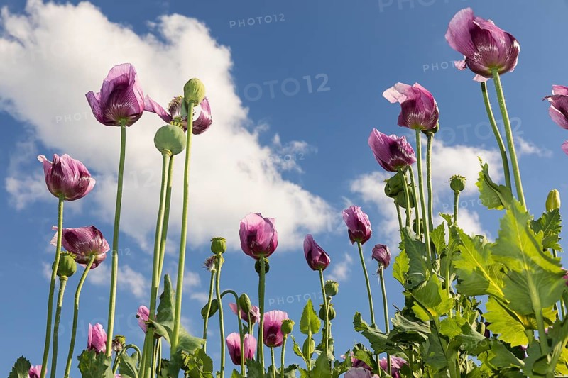 Field with blue poppy (Papaver somniferum) in bloom, Penig, Saxony, Germany