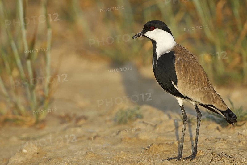 Spur-winged Lapwing (Vanellus spinosus), Silifke, Turkey
