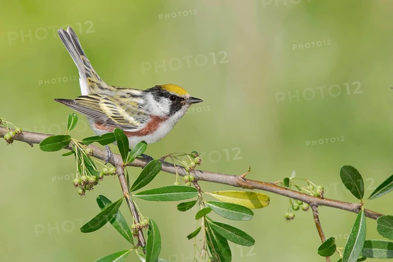 Chestnut-sided Warbler (Setophaga pensylvanica) perched on a branch, Texas, USA
