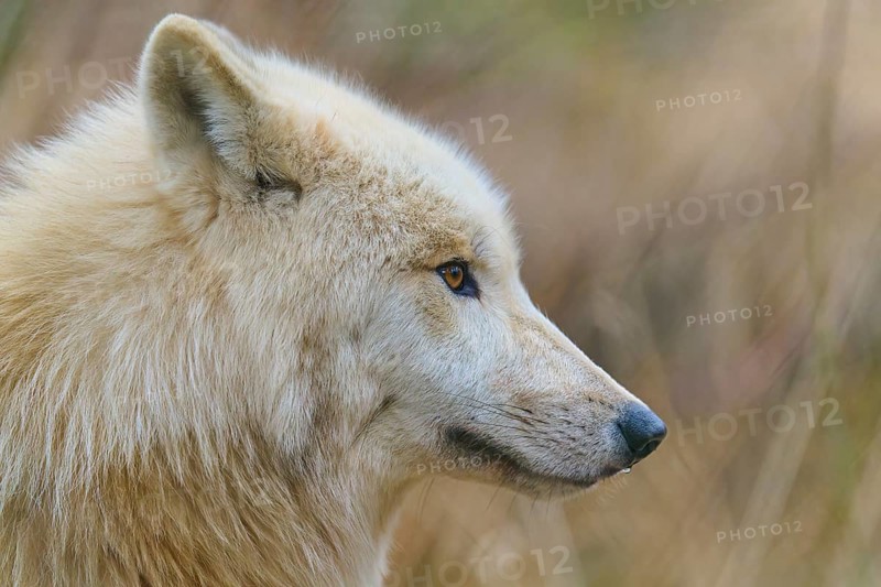Close-up of a wolf with beige fur in natural surroundings, side profile view, Arctic wolf (Canis lupus arctos), Germany