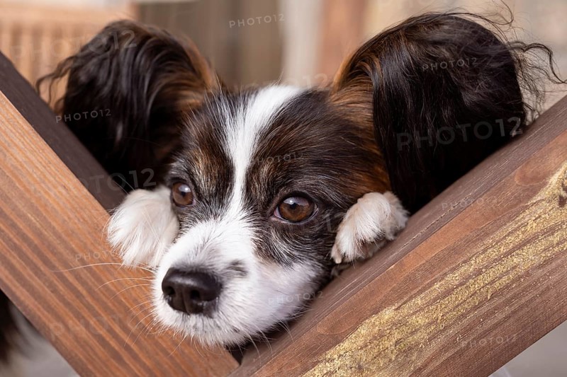 An adorable Papillon dog rests its head on a wooden surface, showcasing its expressive eyes and distinctive butterfly-like ears in a tranquil and cozy setting