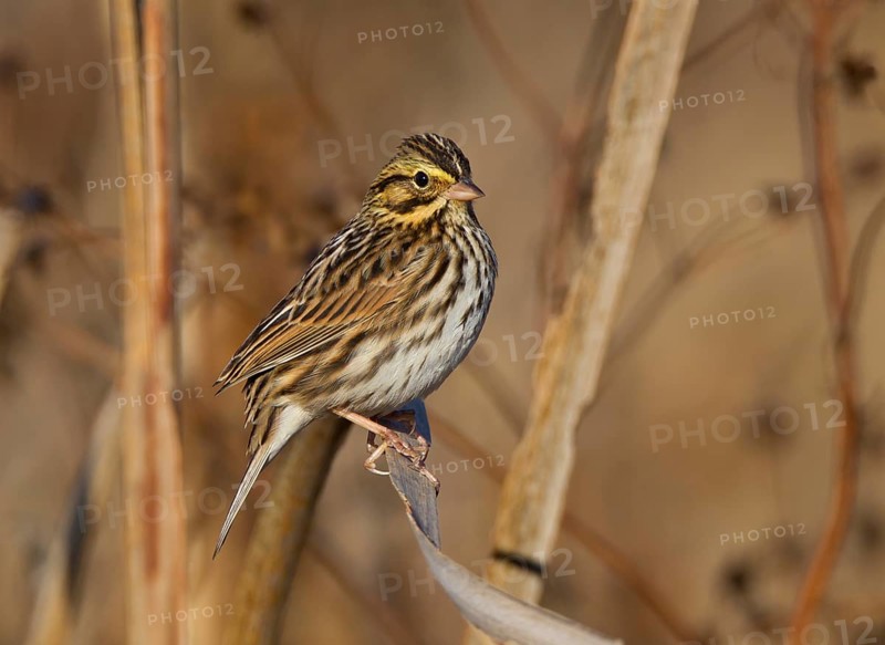 Savannah Sparrow (Passerculus sandwichensis), Ohio, USA